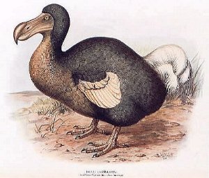 Dodo, animal extinguido por los europeos