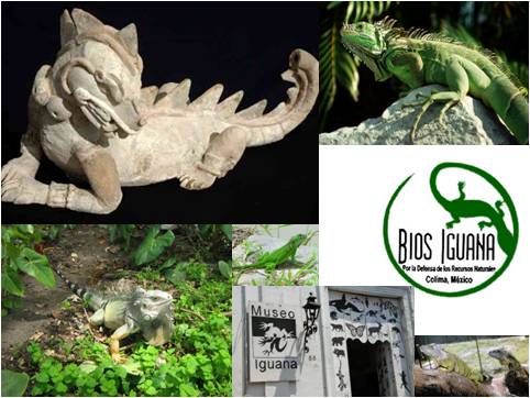 Imágenes de iguanas entre las que se observa la de una pequeña estatua que la representa esculpida en piedra de Xochicalco, México.