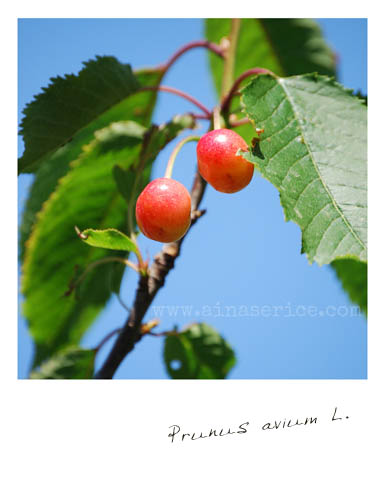 Prunus-avium