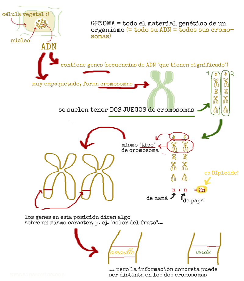 esquema-ADN-cromosomas2
